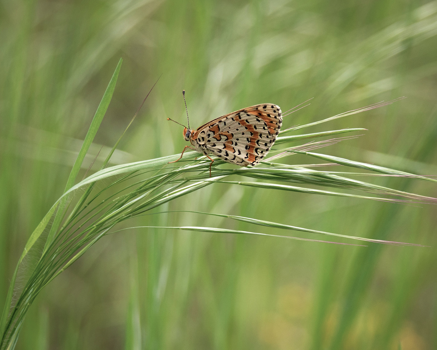 Spotted Fritillary Underside by David Broughton