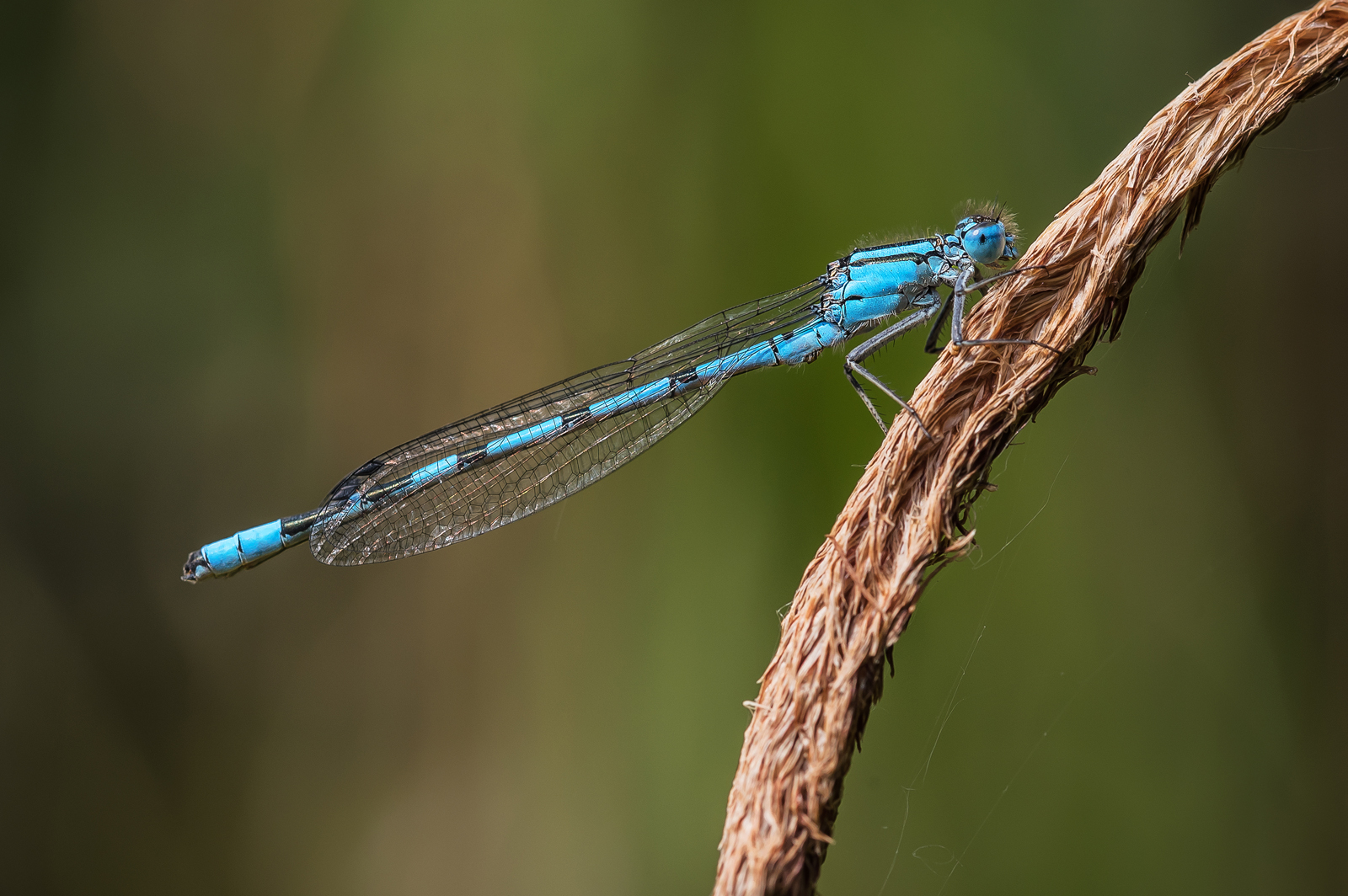 Common Blue Damselfly by Simon Ray