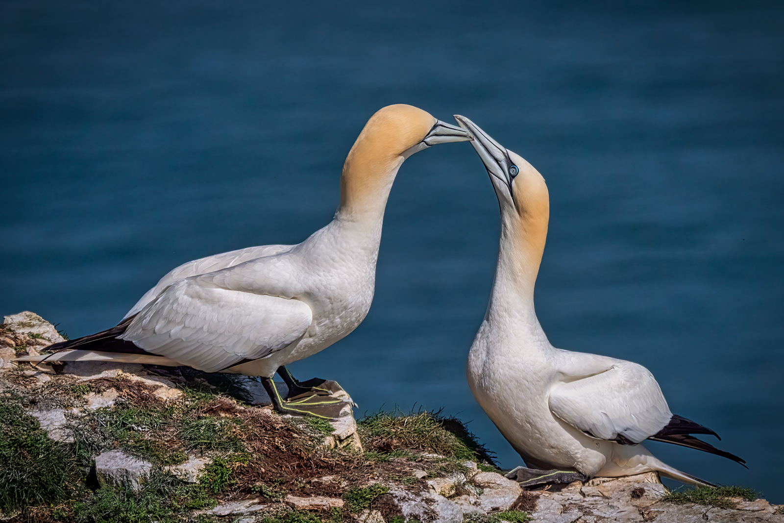 Canoodling Gannets by Stuart Cahill