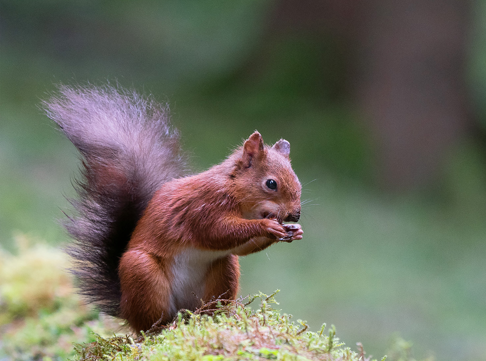 Red Squirrel by Margaret Keane