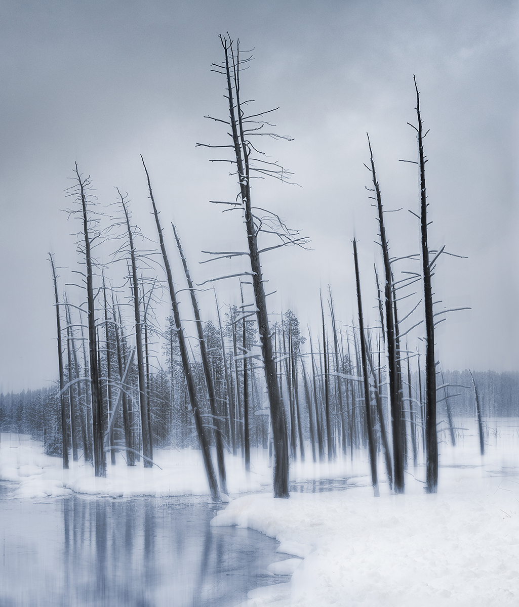Skeletal Forest by Gordon Watson — Score: 20 pts