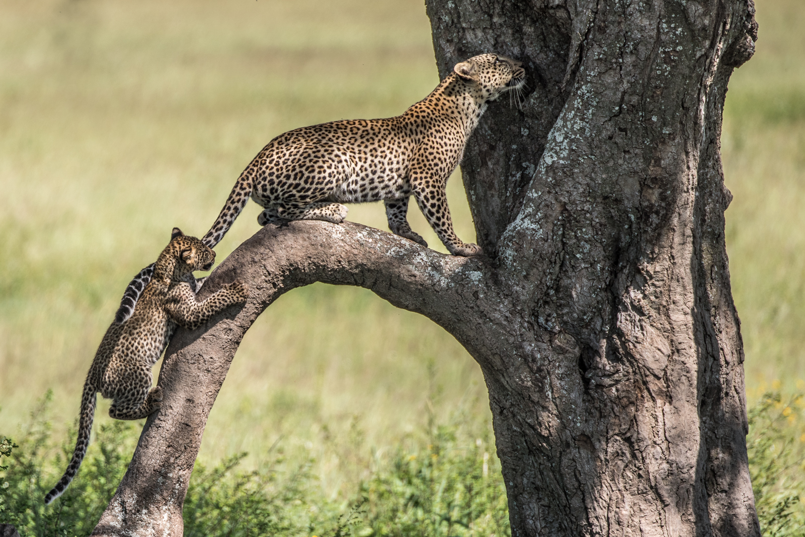 Leopard And Cub by Mary Kirkby — Score: 17 pts