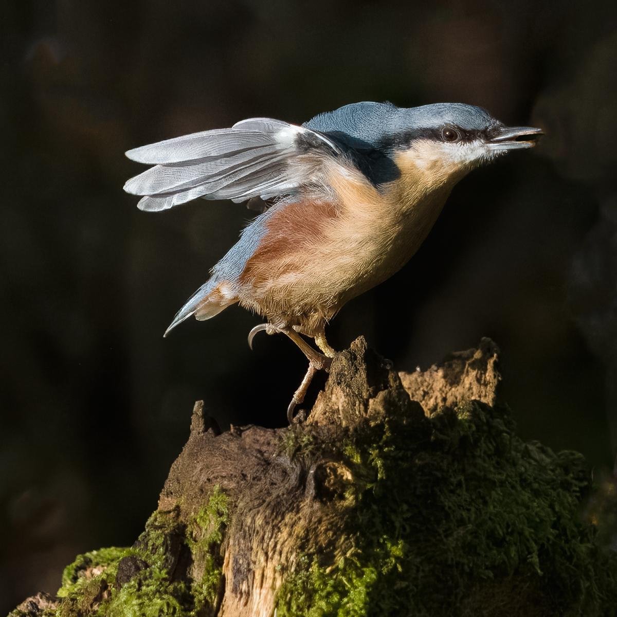 Nuthatch In The Sunlight by Mike Halstead — Score: 19 pts