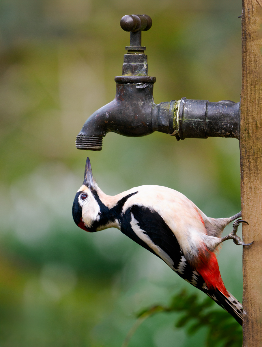 Do You Have Any Woodpecker On Tap by Bill Breckenridge — Score: 16 pts