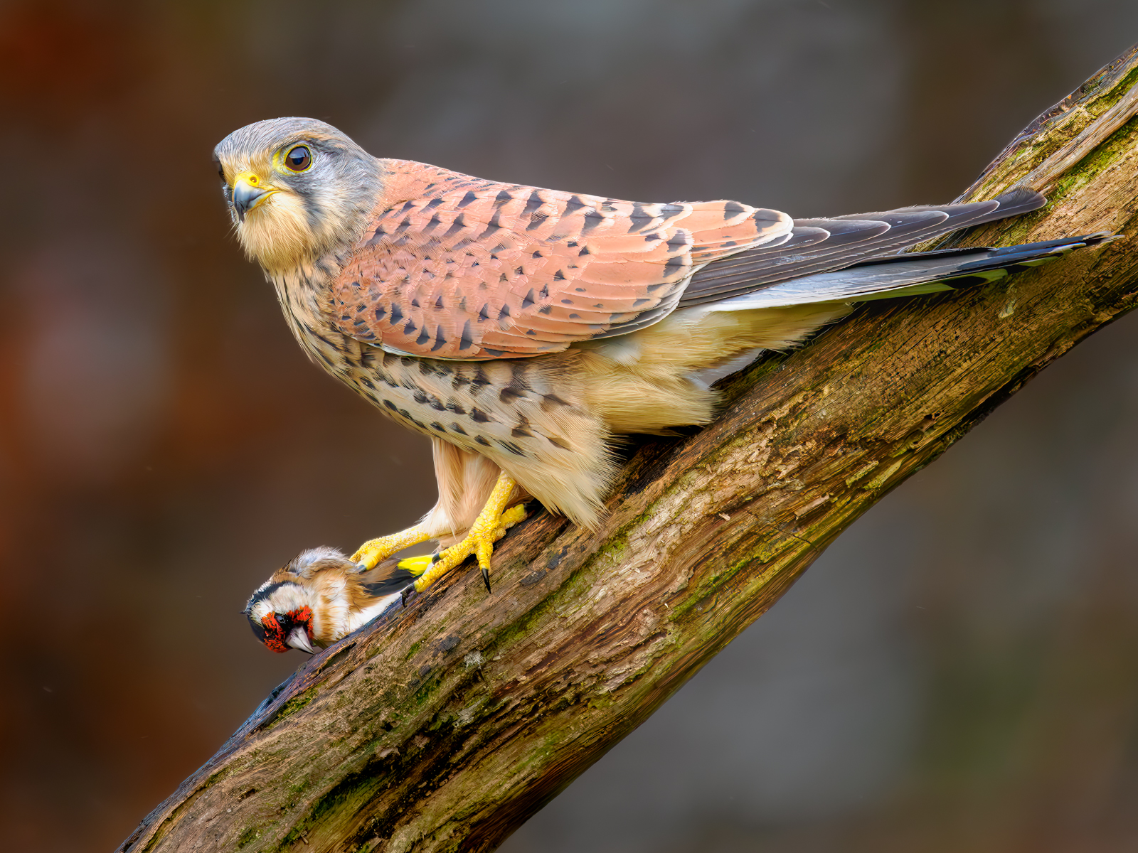 Kestrel With Prey by Bill Breckenridge — Score: 18 pts