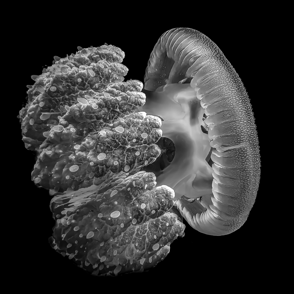 A Rhizostome Jellyfish by Graham Barker — Score: 18 pts