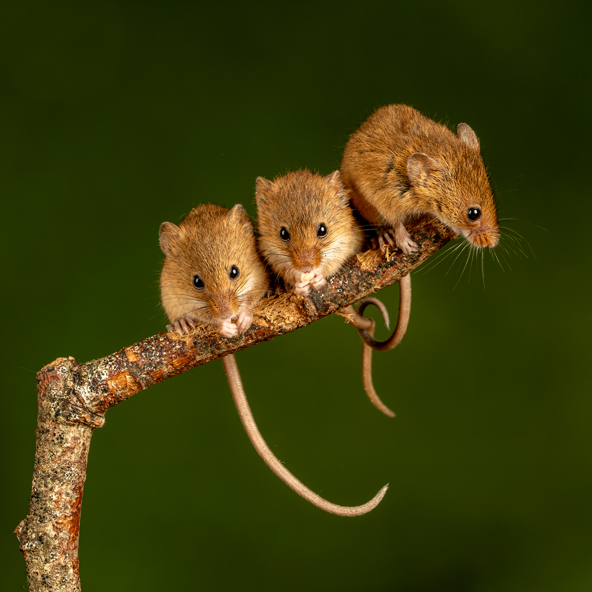3 Harvest Mice by Daryl Giles — Score: 16 pts