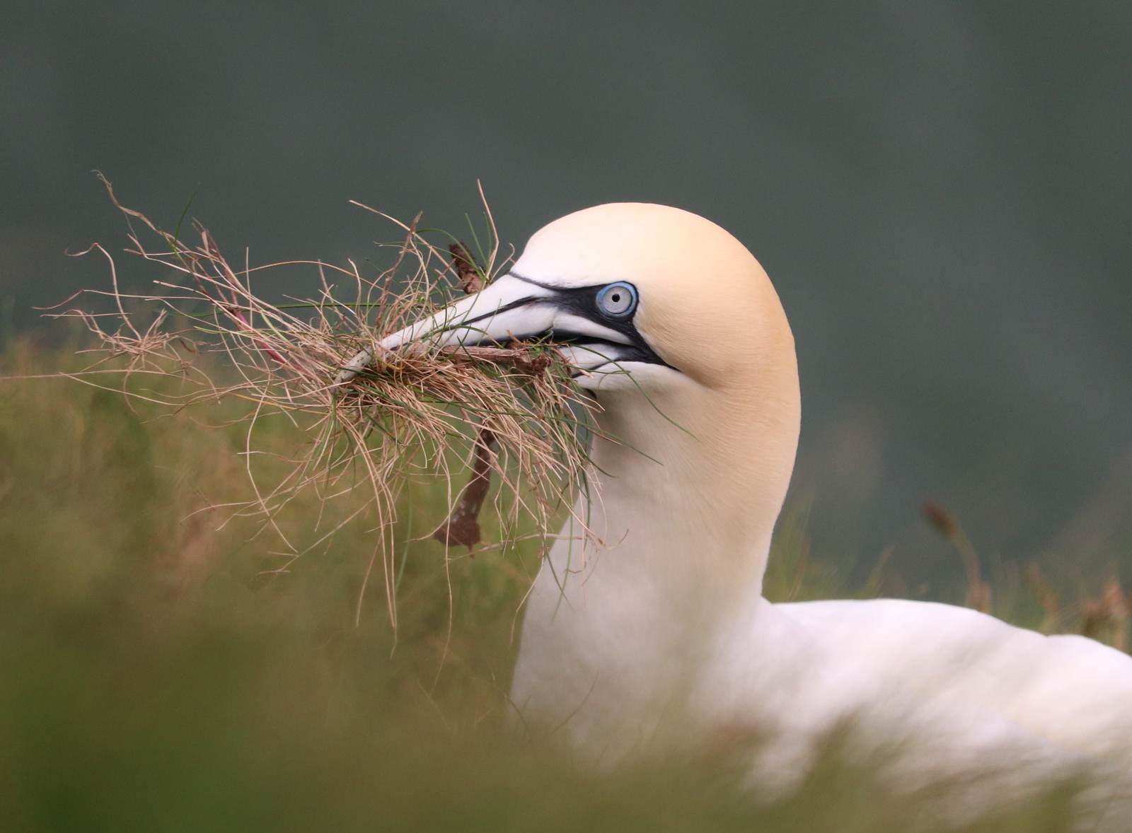 Gannet Nesting by Janet Parker — Score: 16 pts