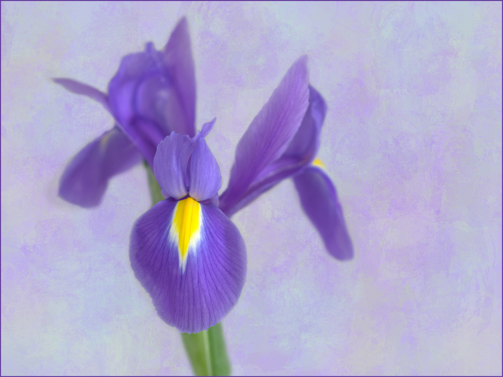Iris by Joy Swarbrick — Score: 15 pts