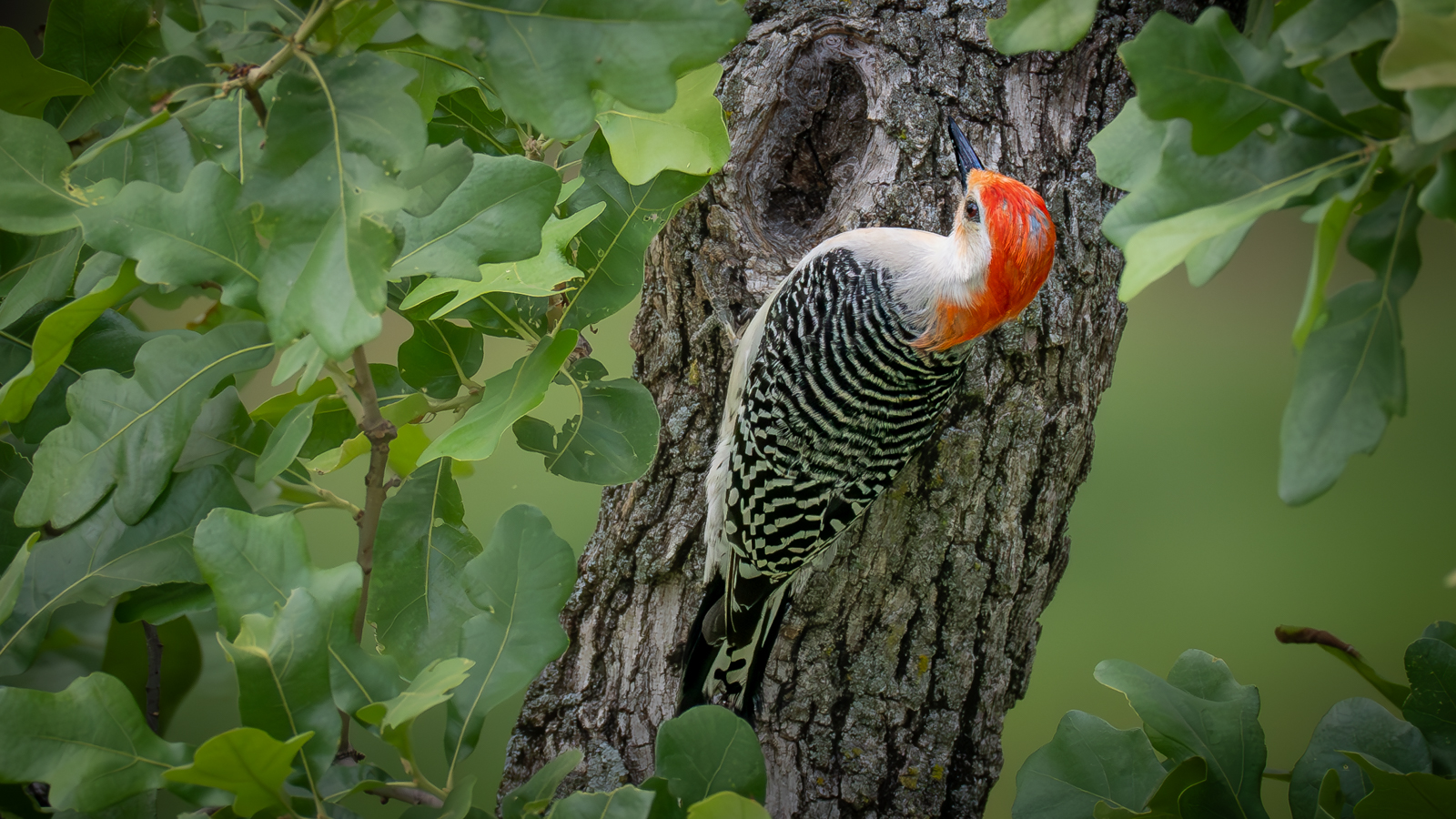 Ladder Backed Woodpecker by Clive McDonald — Score: 15 pts