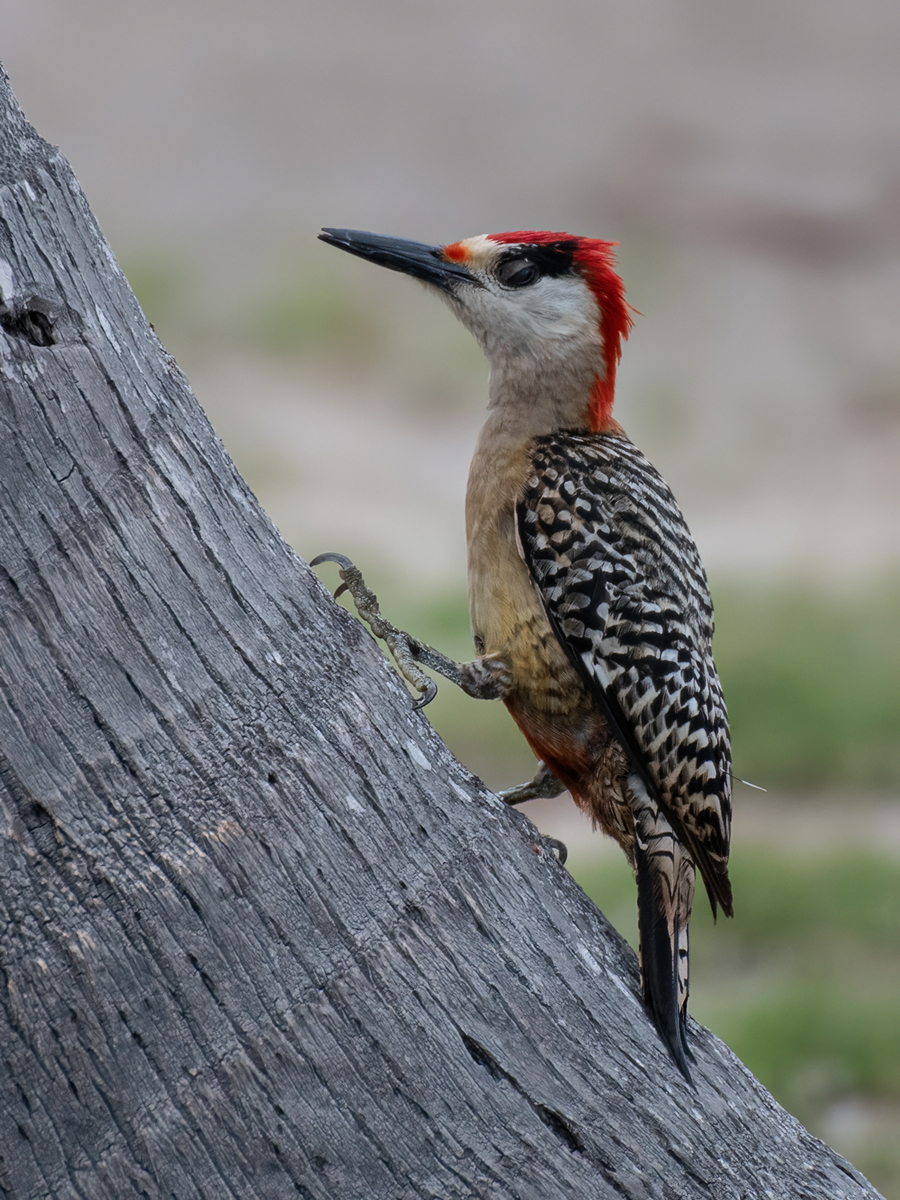West Indian Woodpecker by Tim Amphlett — Score: 17 pts