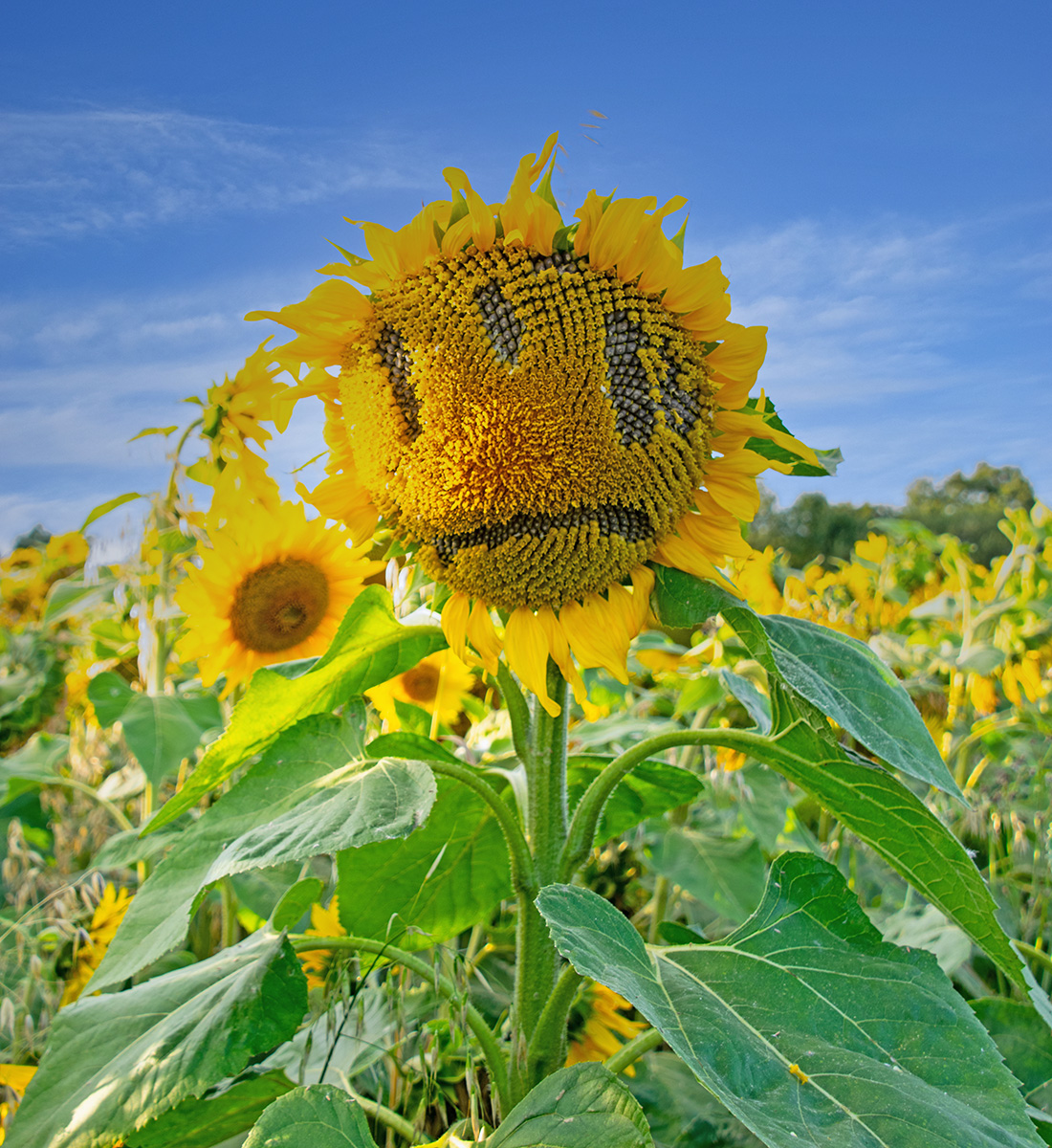 Sad Sunflower by Dave Biggs — Score: 15 pts
