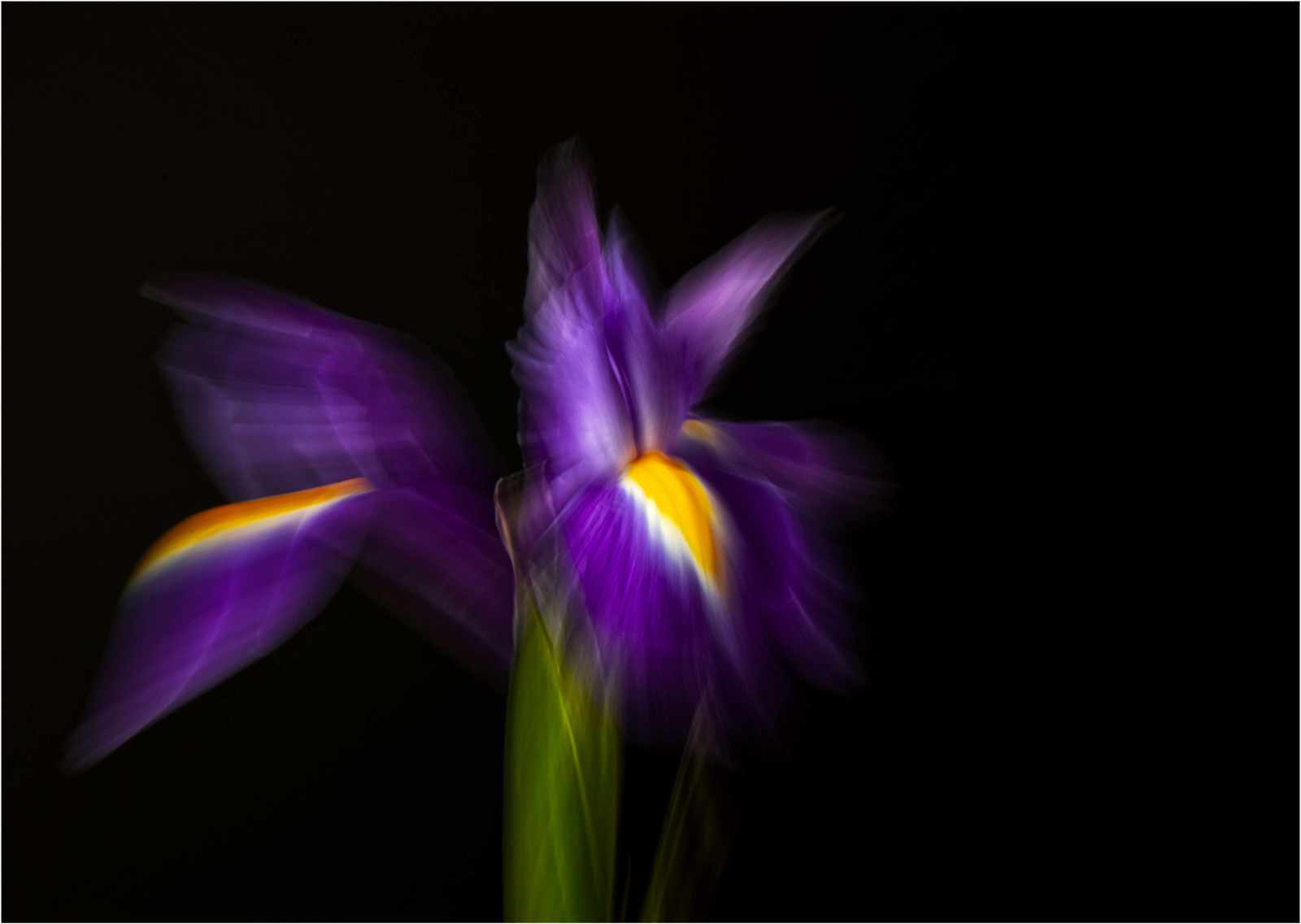 Flower Burst by Esther Parkinson