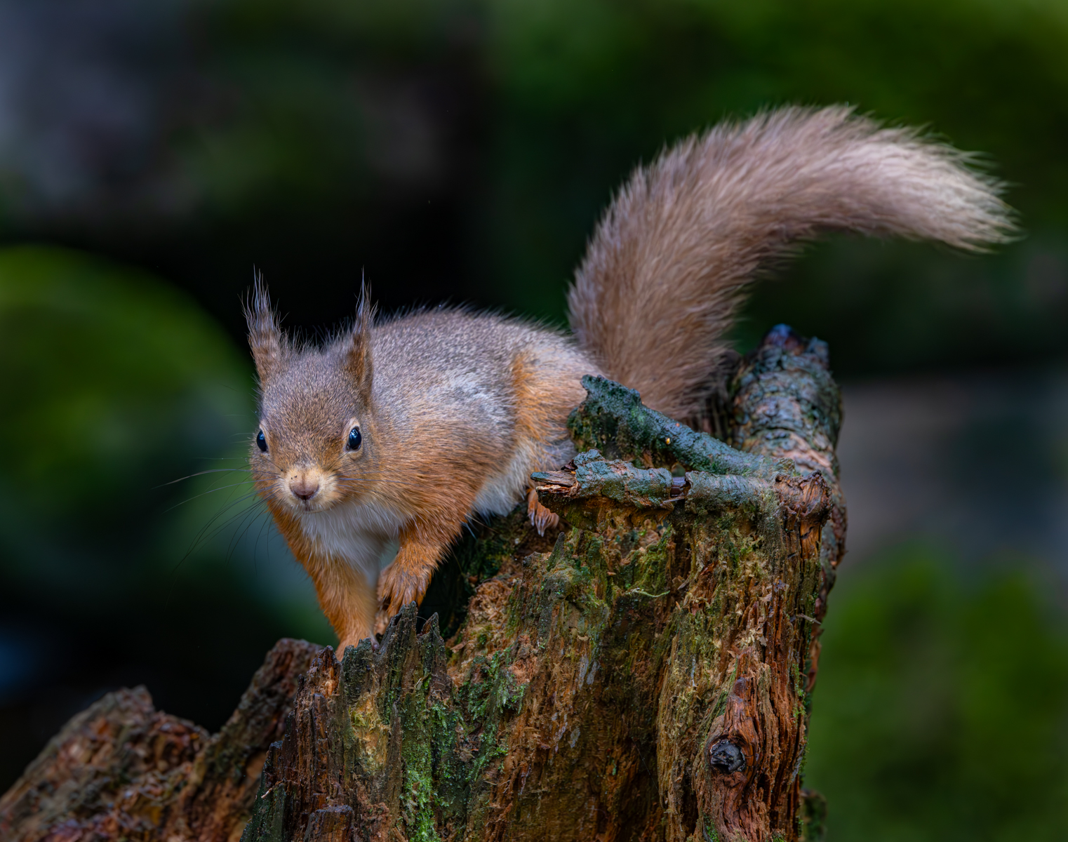 A Red Squirrel by Peter Darby — Score: 17 pts
