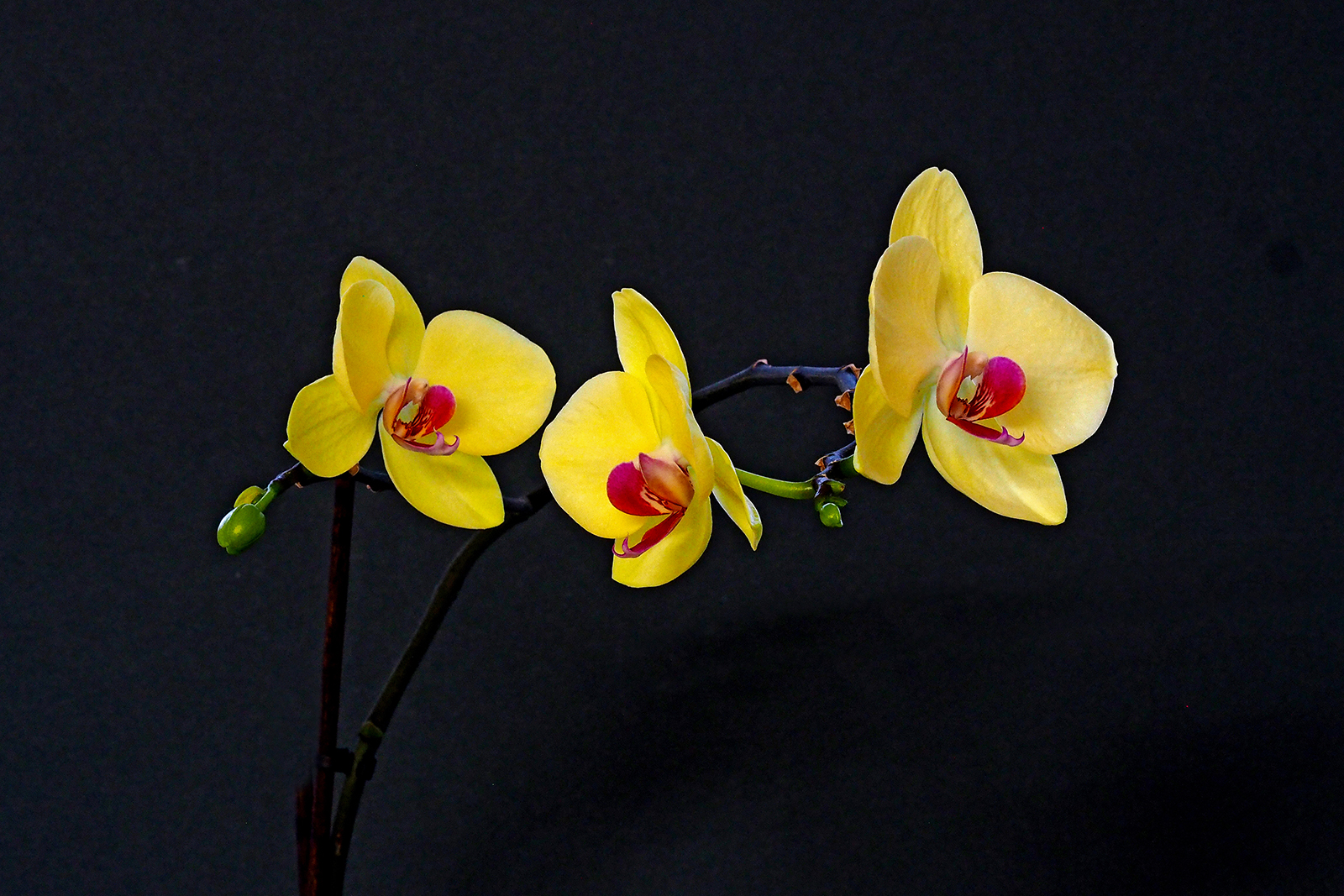 Orchids Trio by Mike Stanley — Score: 15 pts