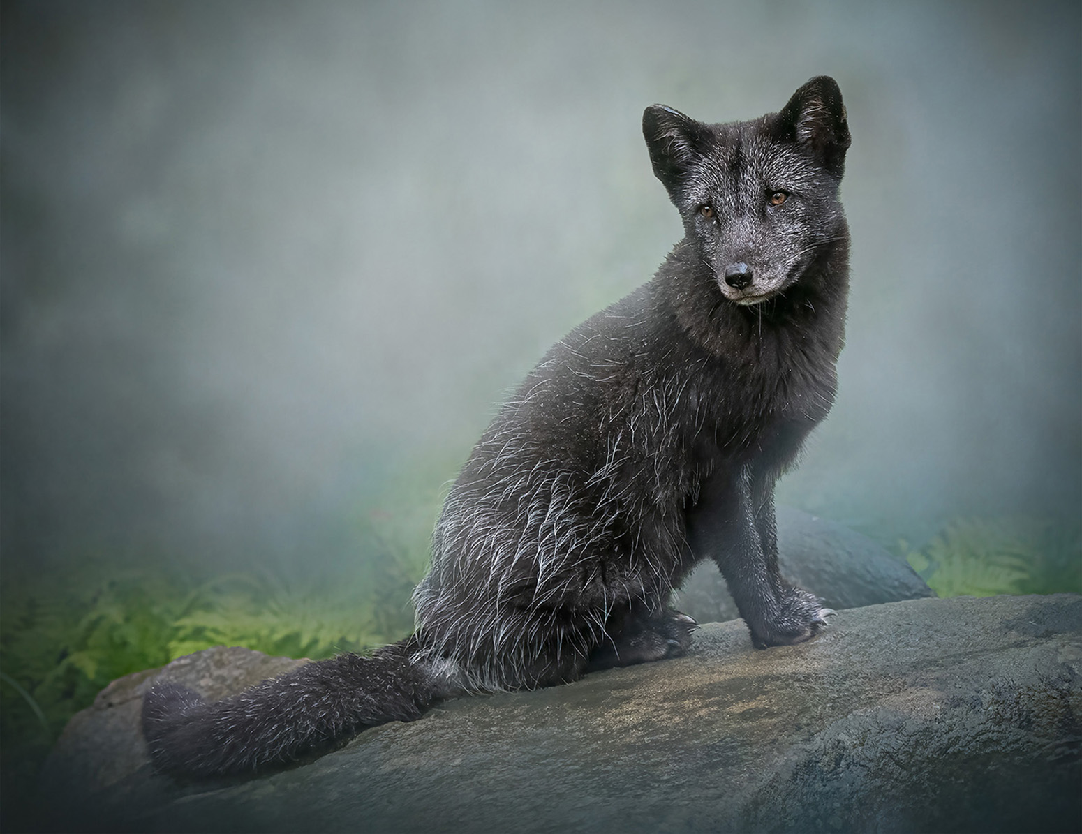 Norwegian Blue Arctic Fox by Margaret Keane