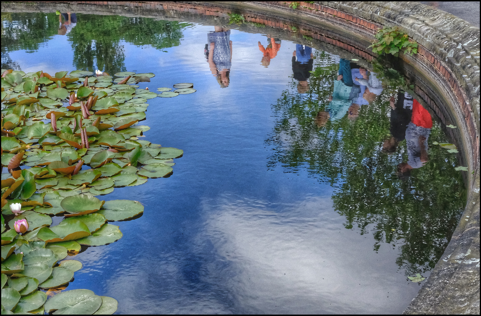 Looking Into The Lily Pond by Peter Cotton