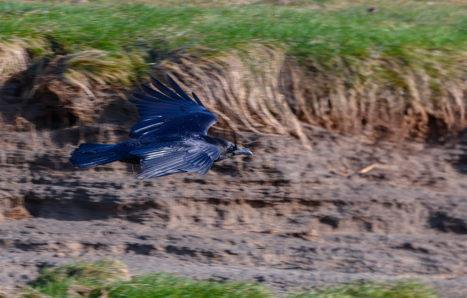 Corvid At St Annes Nature Reserve by Bill Breckenridge