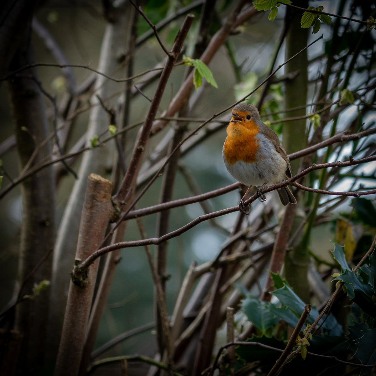 Robin At Lytham Station by Daryl Giles