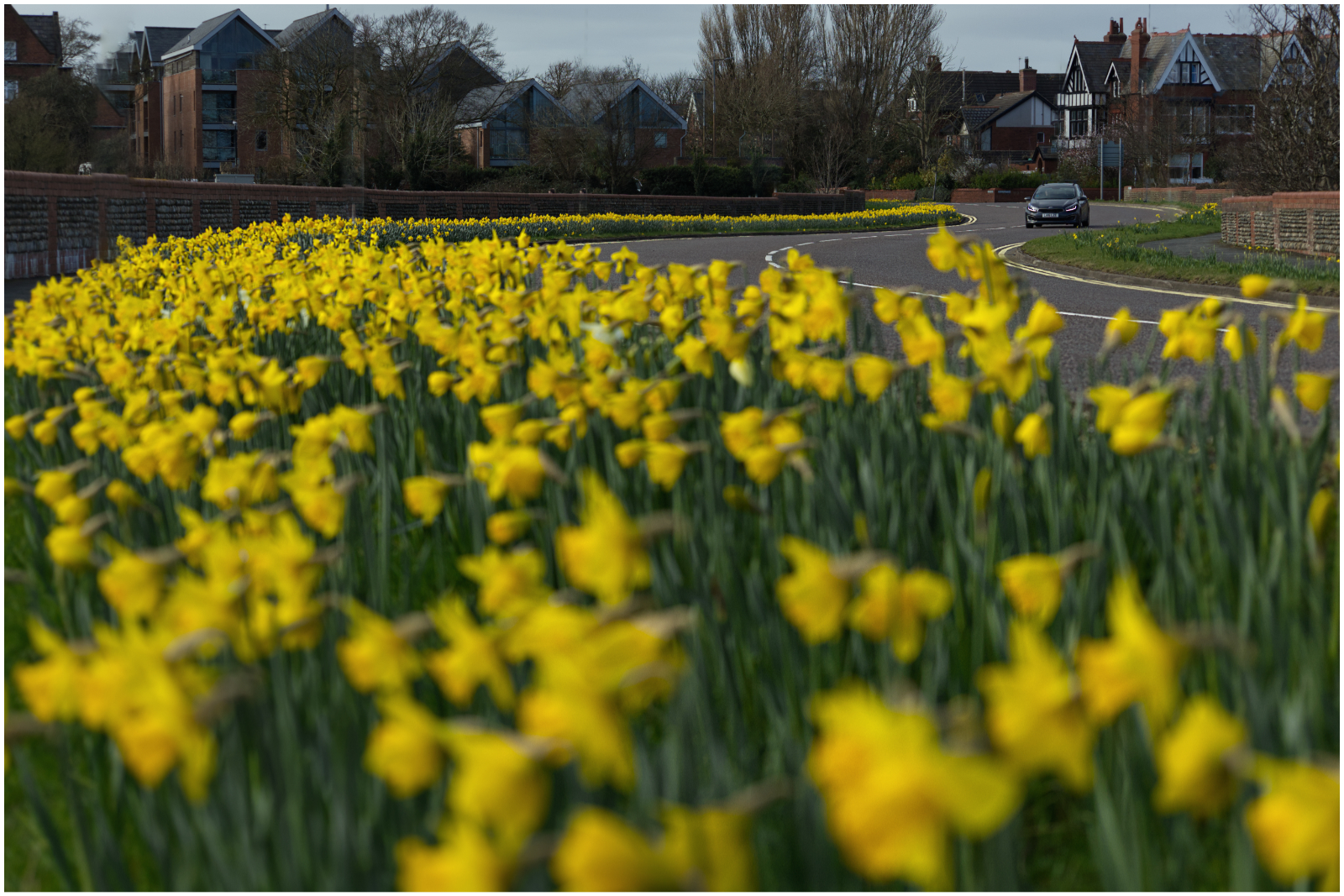 West Beach Daffs by Esther Parkinson