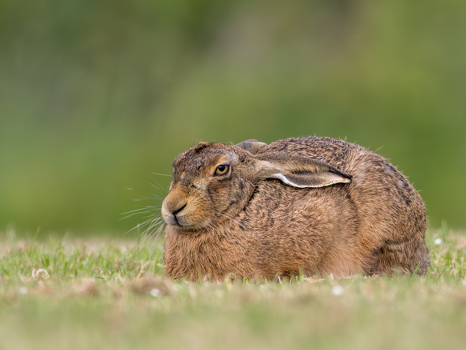 Relaxed Hare On Green Drive Golf Course by Bill Breckenridge