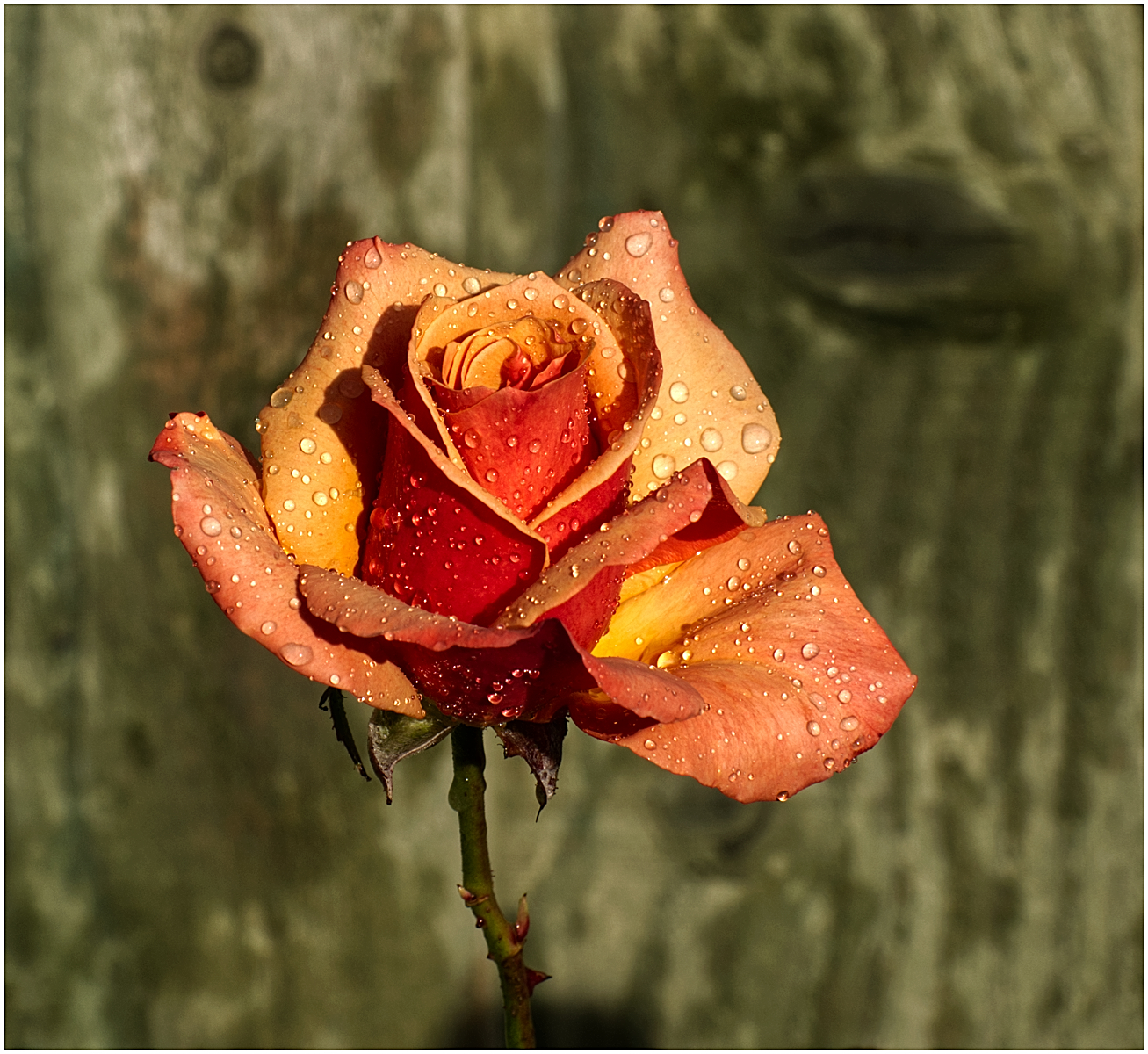 Last Rose Of The Year by David Foreman