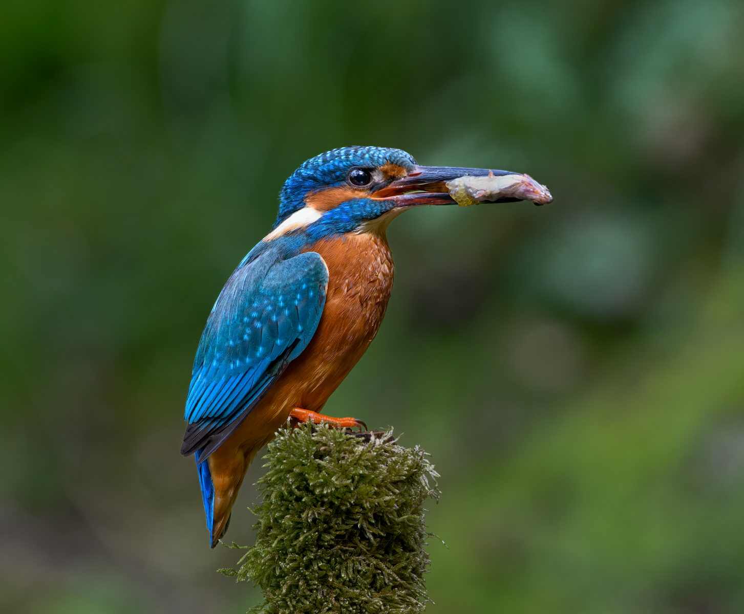 Kingfisher With Roe by Bill Breckenridge — Score: 9 pts