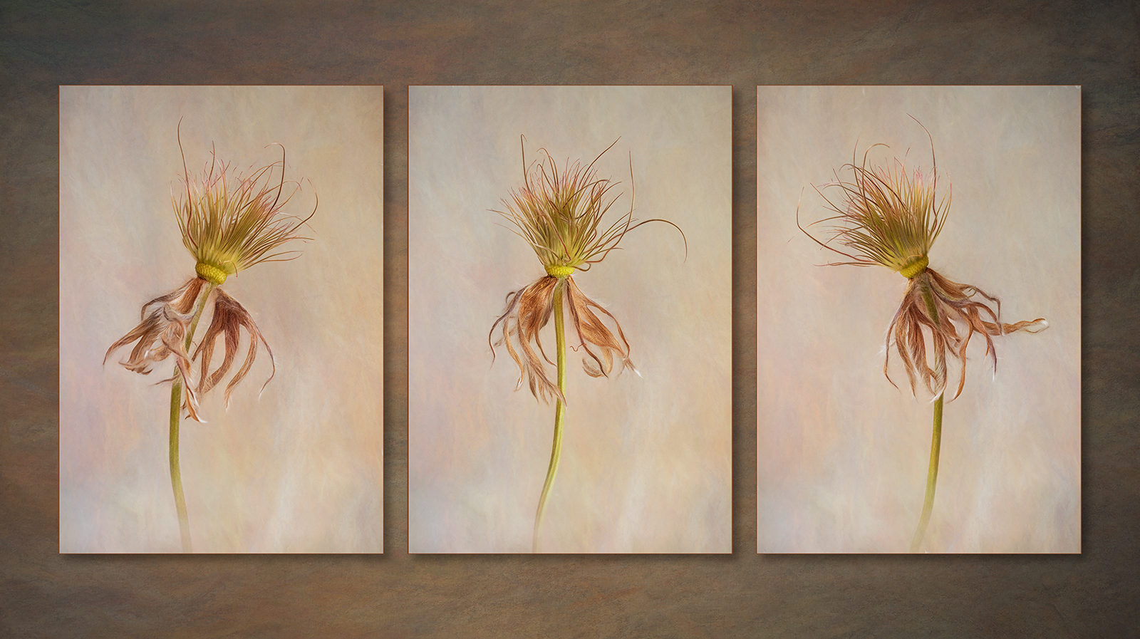 Faded Pulsatilla Flowers by Carol Watson — Score: 20 pts