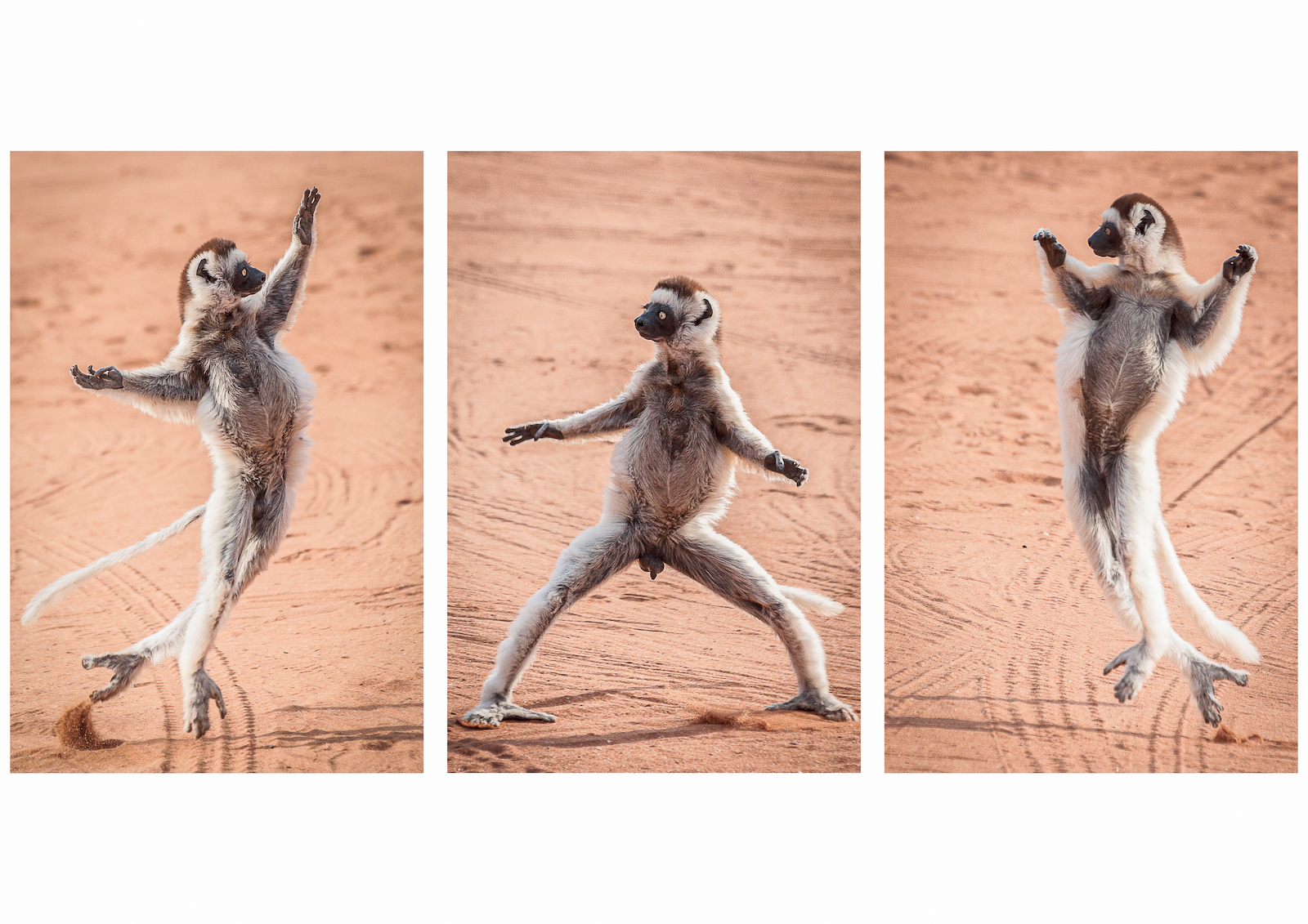 Dancing Sifaka Lemurs by Mary Kirkby — Score: 17 pts