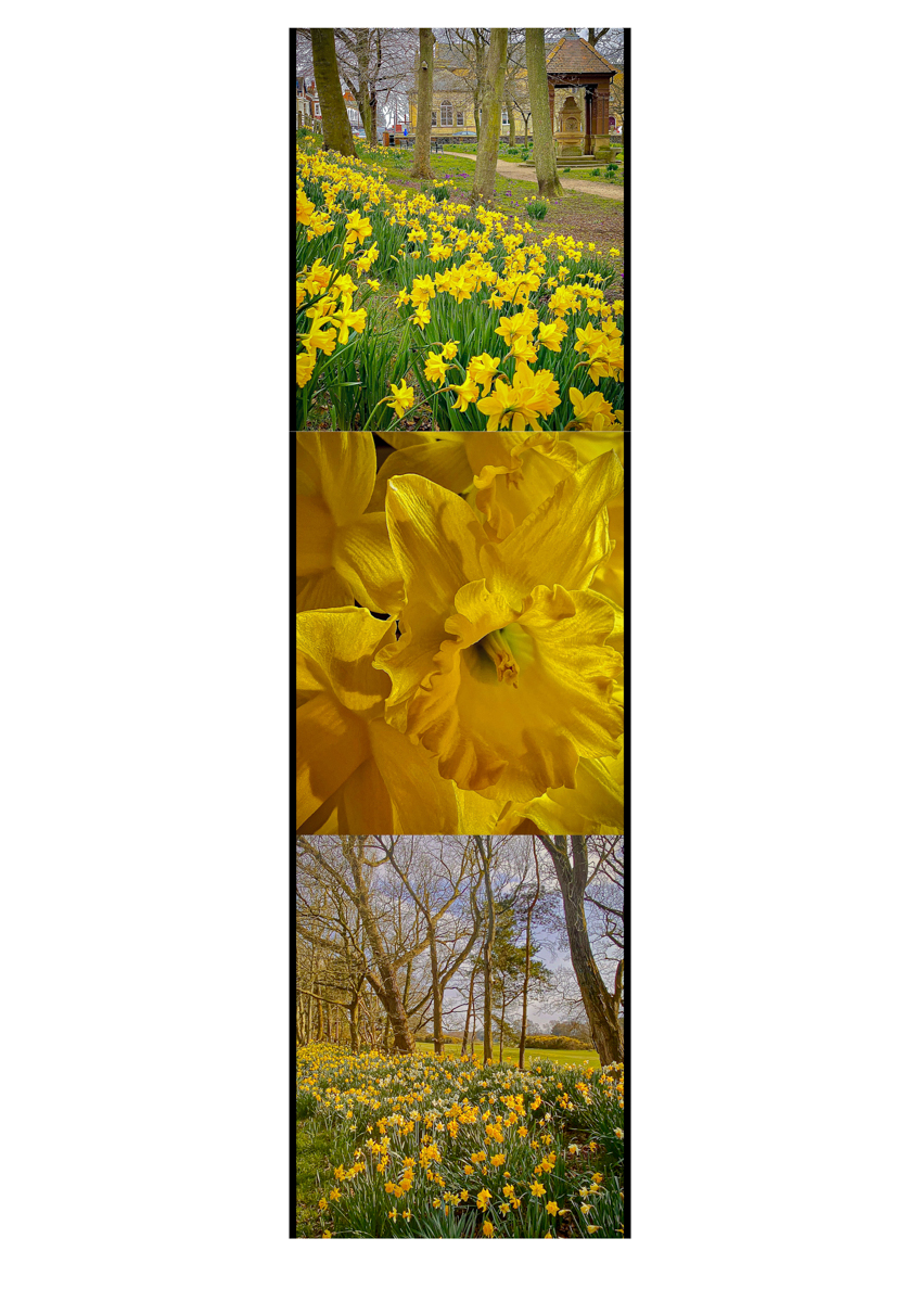 A Host Of Daffodils by Susan Wood — Score: 16 pts
