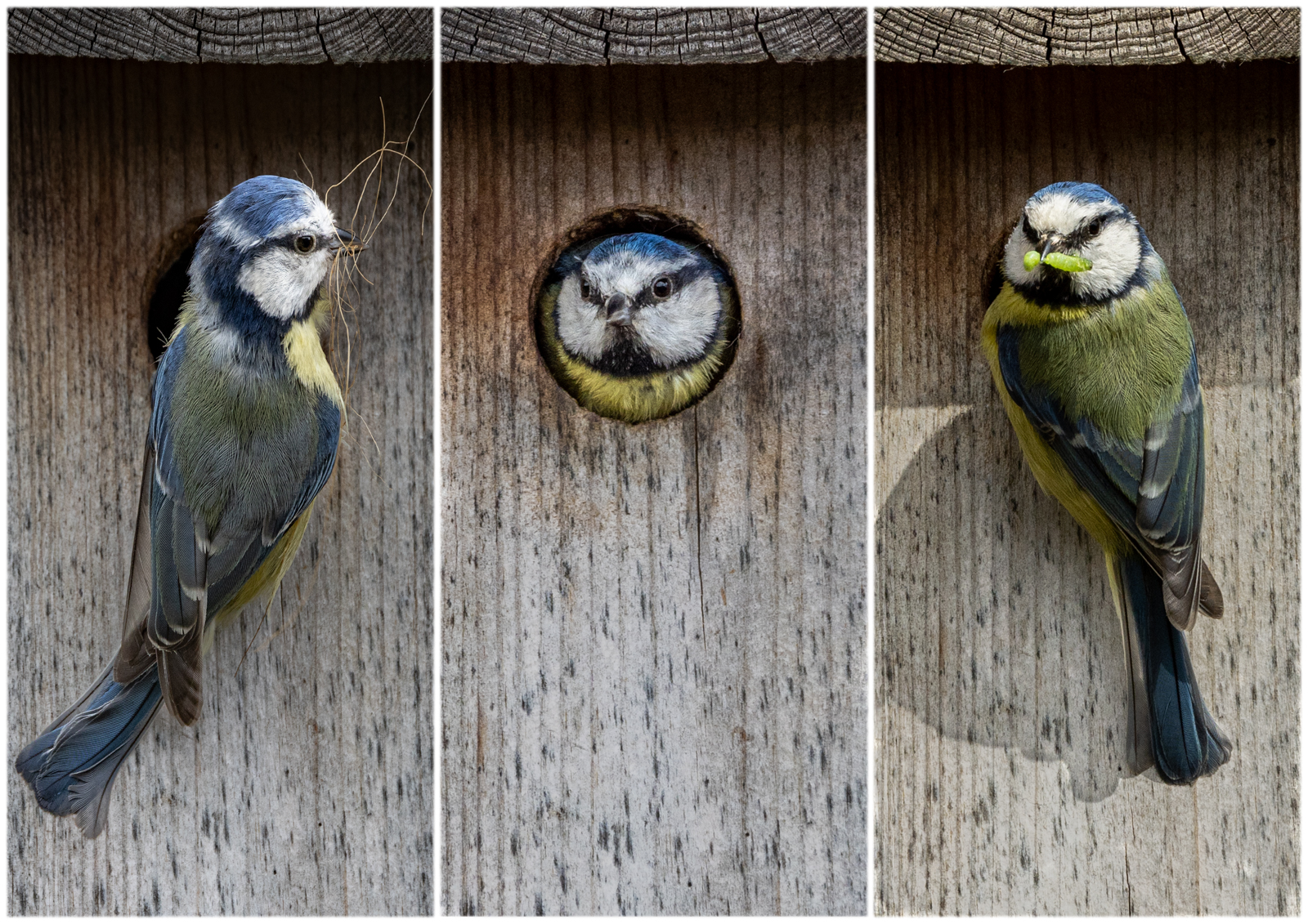 A Blue Tit And A Nest Box by Peter Darby — Score: 17 pts