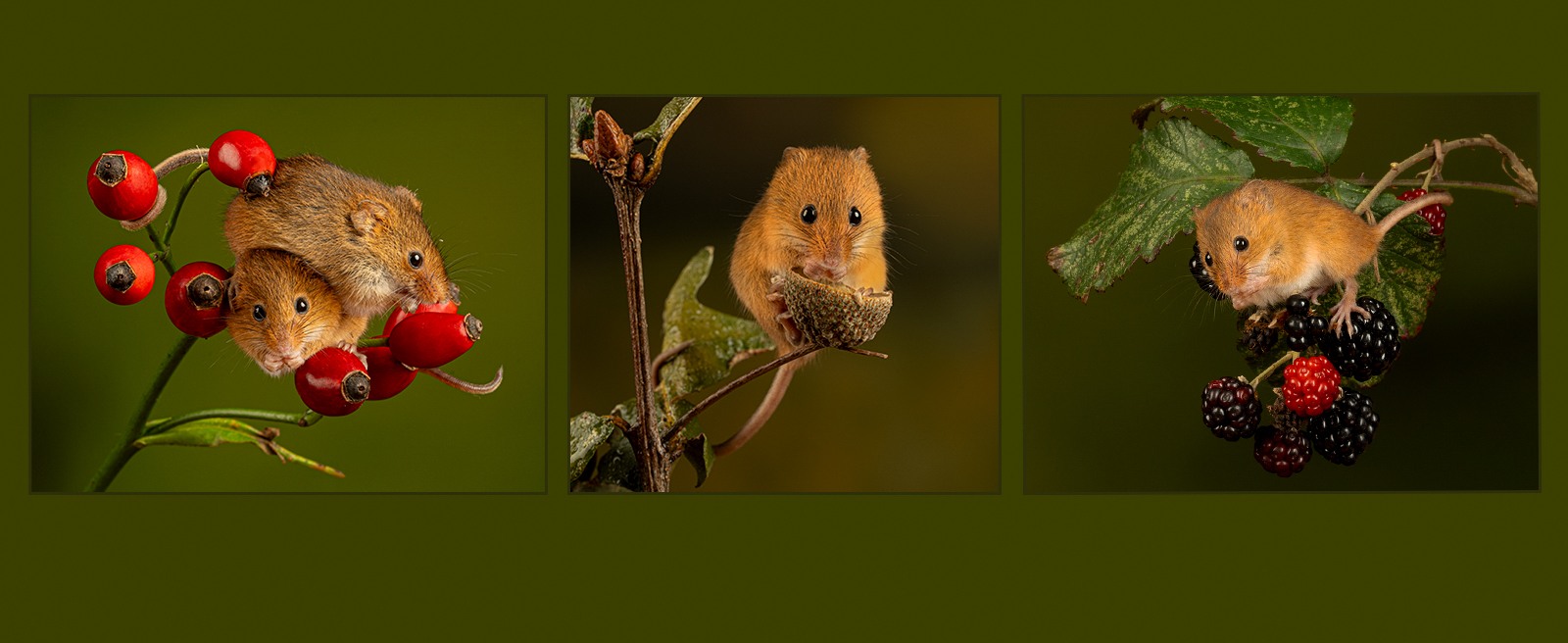 Harvest Mice Foraging by Sheila Giles — Score: 20 pts