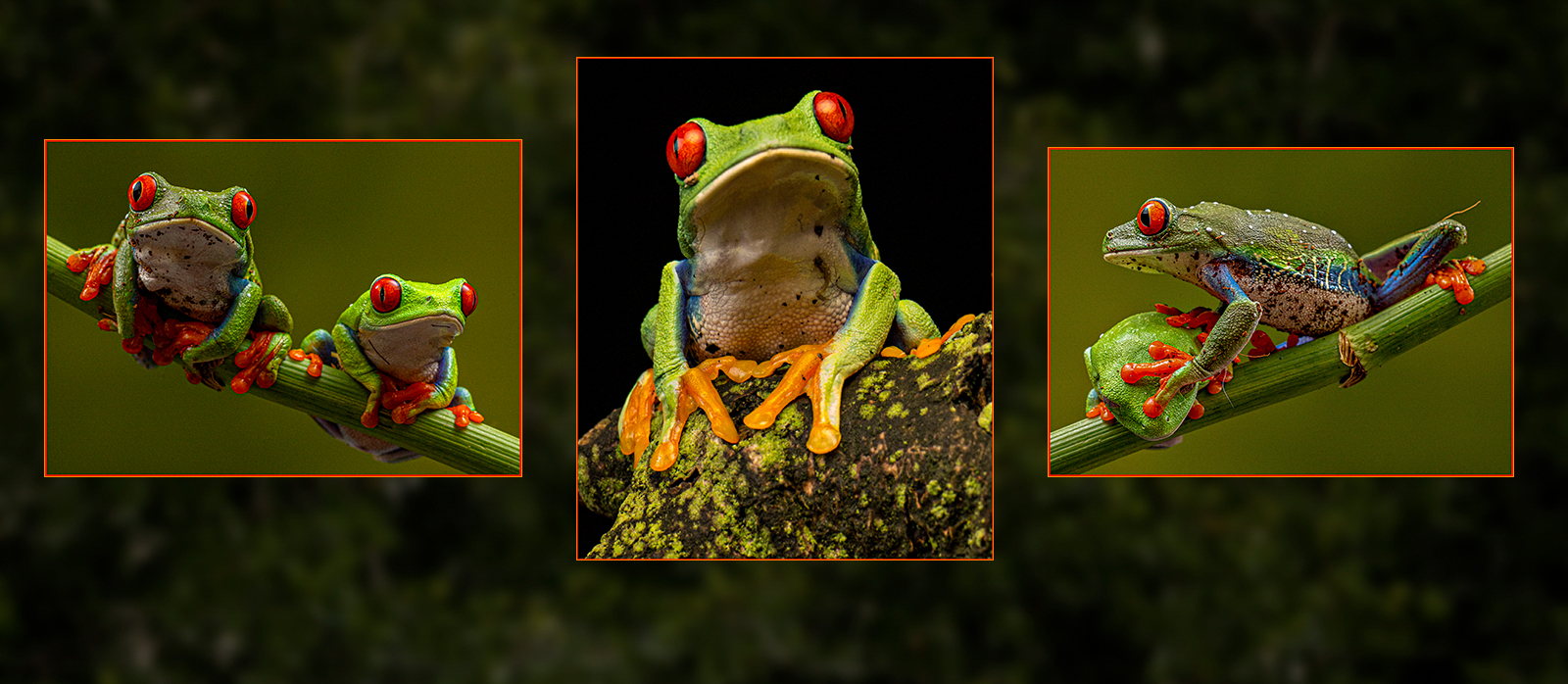 Red Eyed Tree Frogs by Sheila Giles — Score: 20 pts