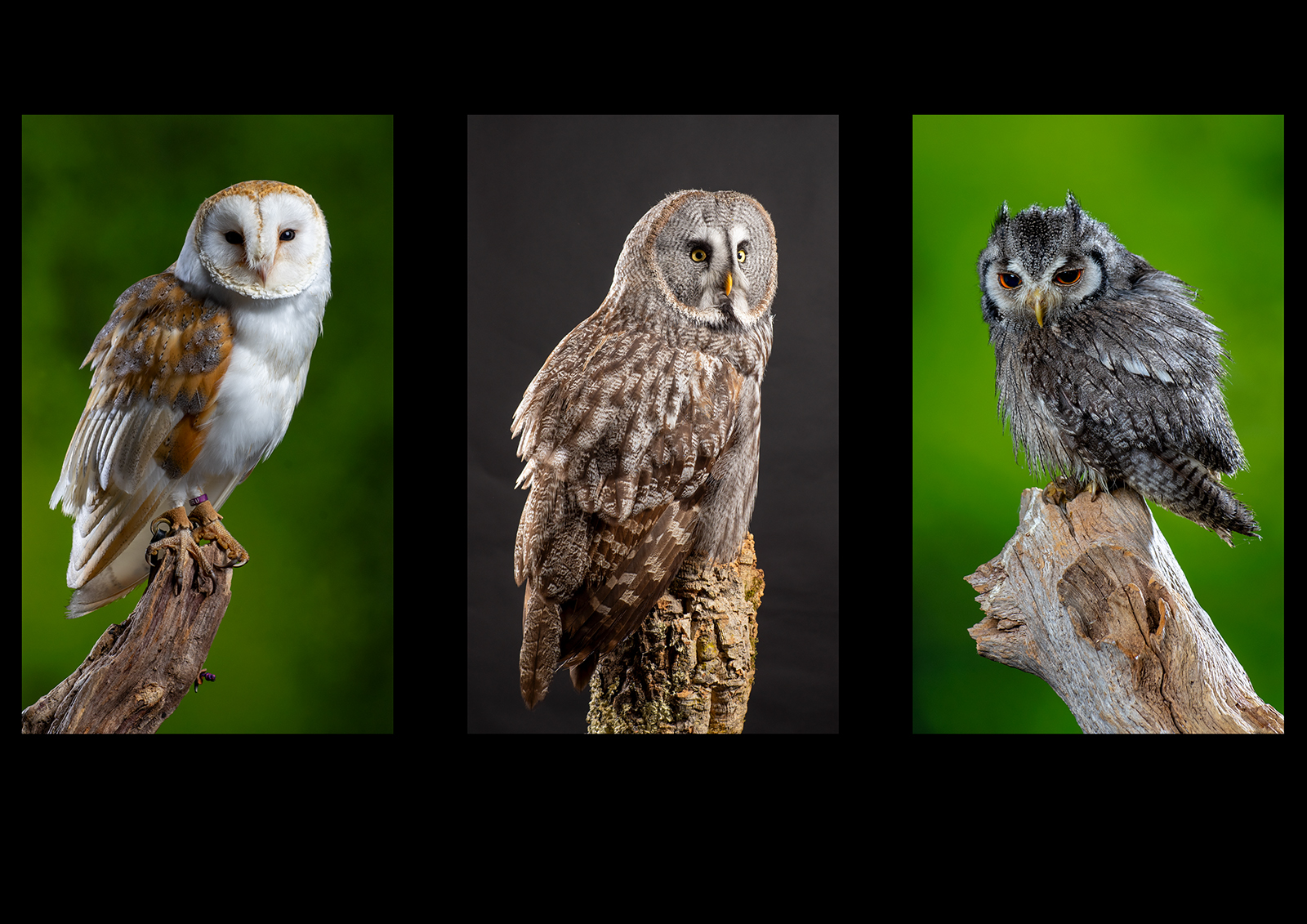 Owls by Daryl Giles — Score: 18 pts