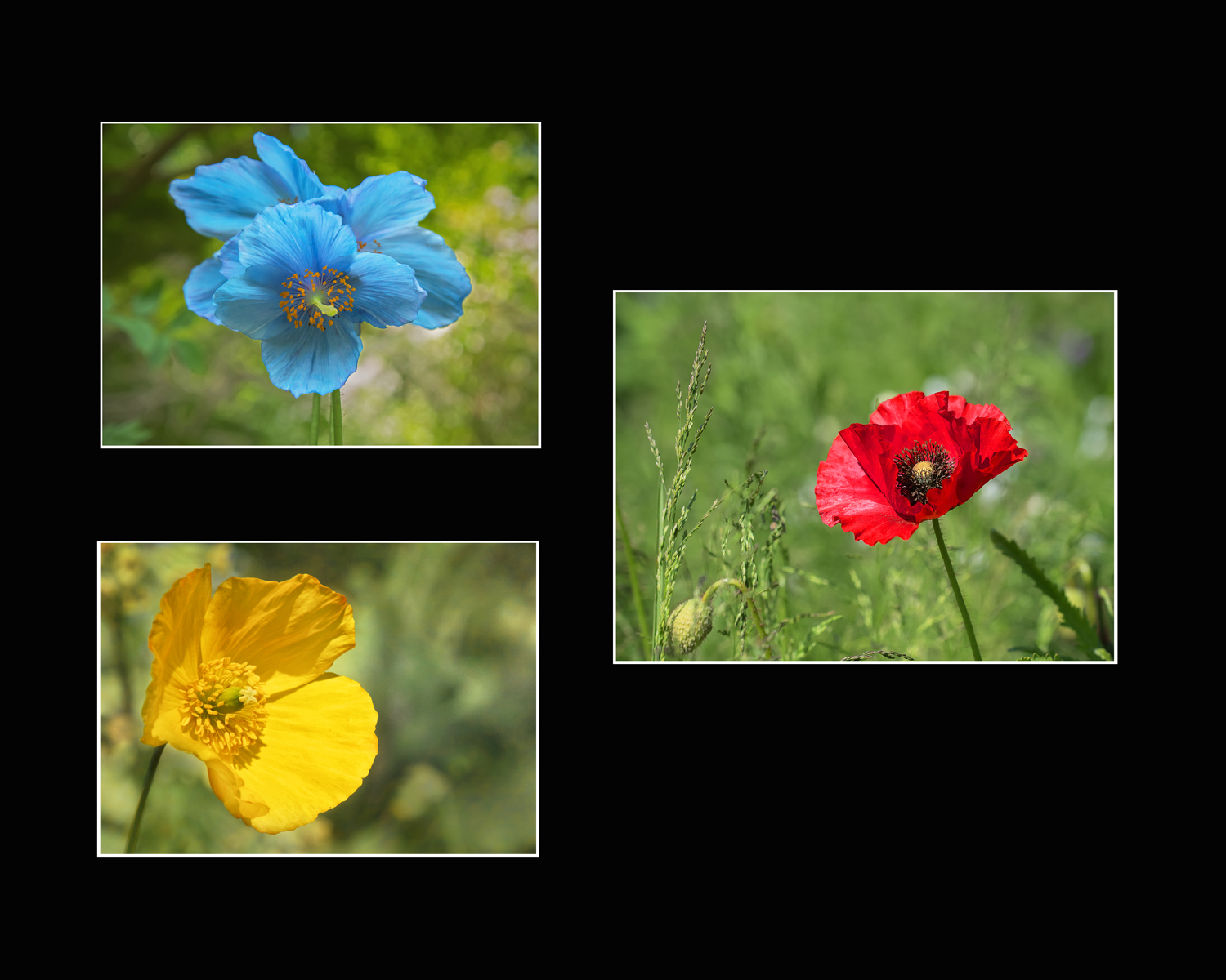 Three Poppies, Two For The Ukraine One For Remembrance by Simon Ray — Score: 16 pts