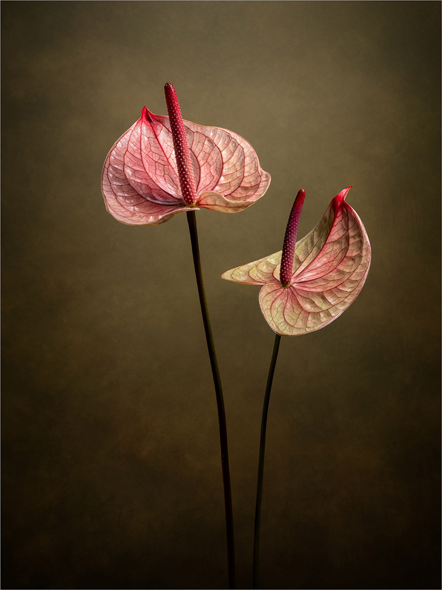 Highly Commended in Colour Digital - Flamingo Flowers by Carol Watson
