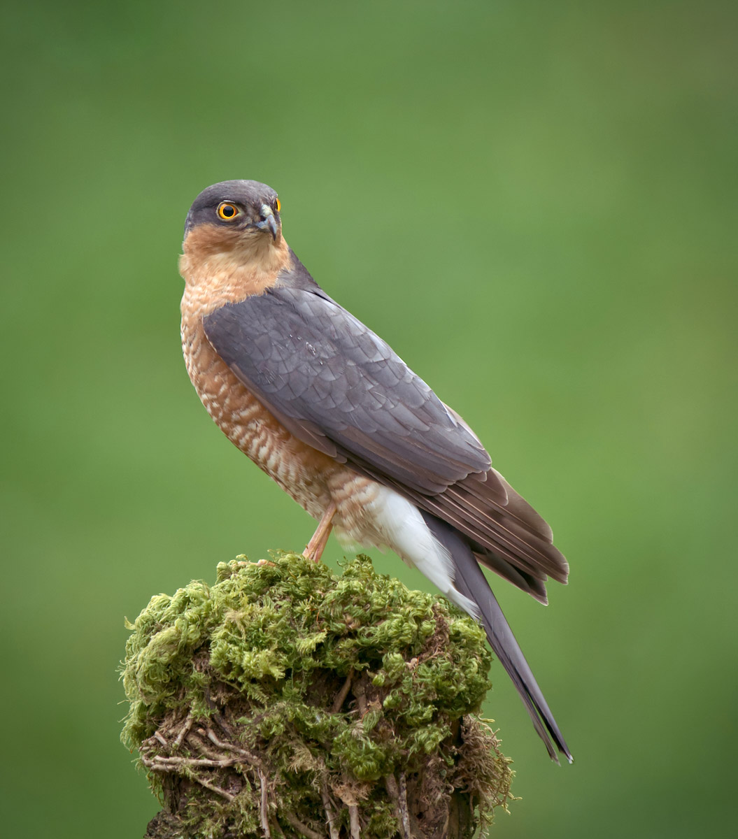 Highly Commended in Nature Digital - Male Sparrow Hawk by Chris Taylor