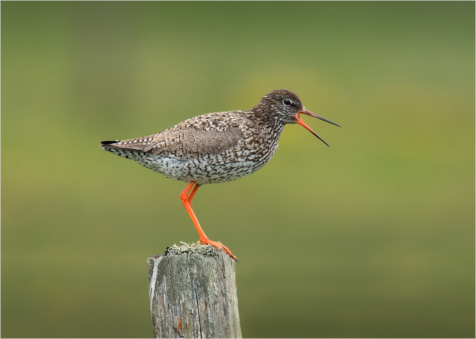 Redshank Warning Call by Mike Williamson — Score: 20 pts