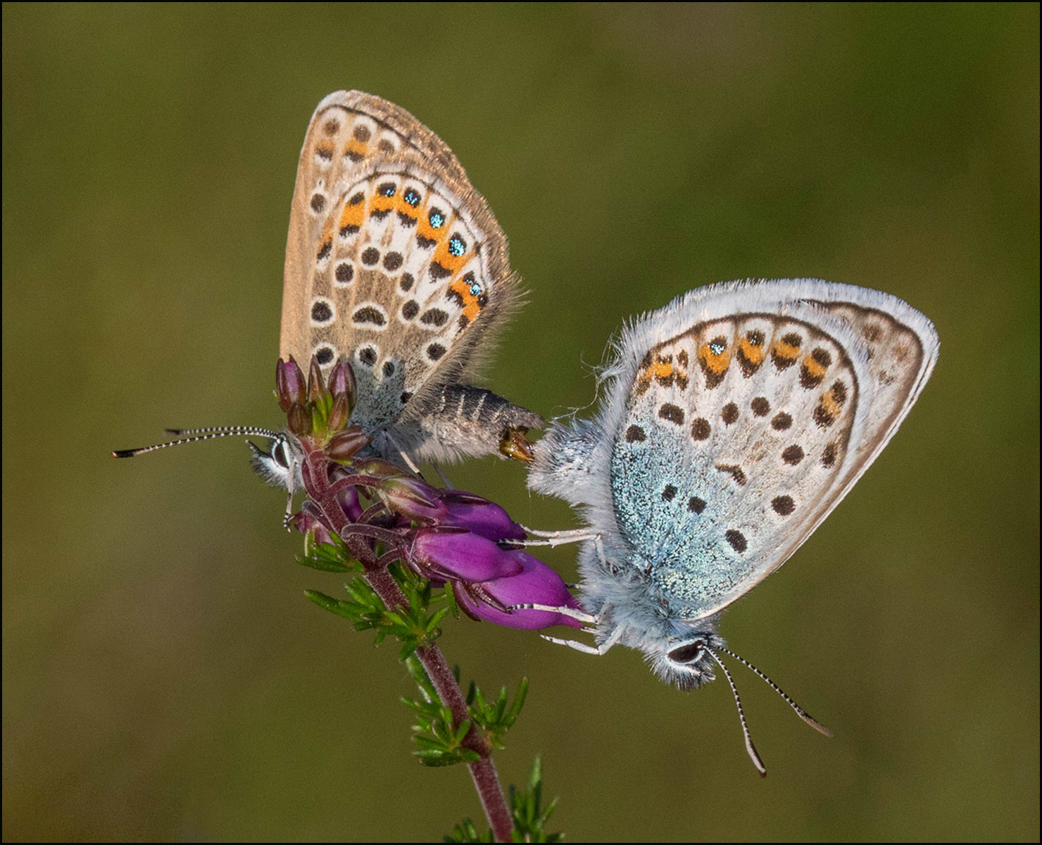 Silver Studded Blues Mating by Dave Munn