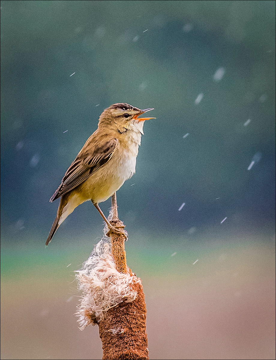 Singing In The Rain by Dave Munn