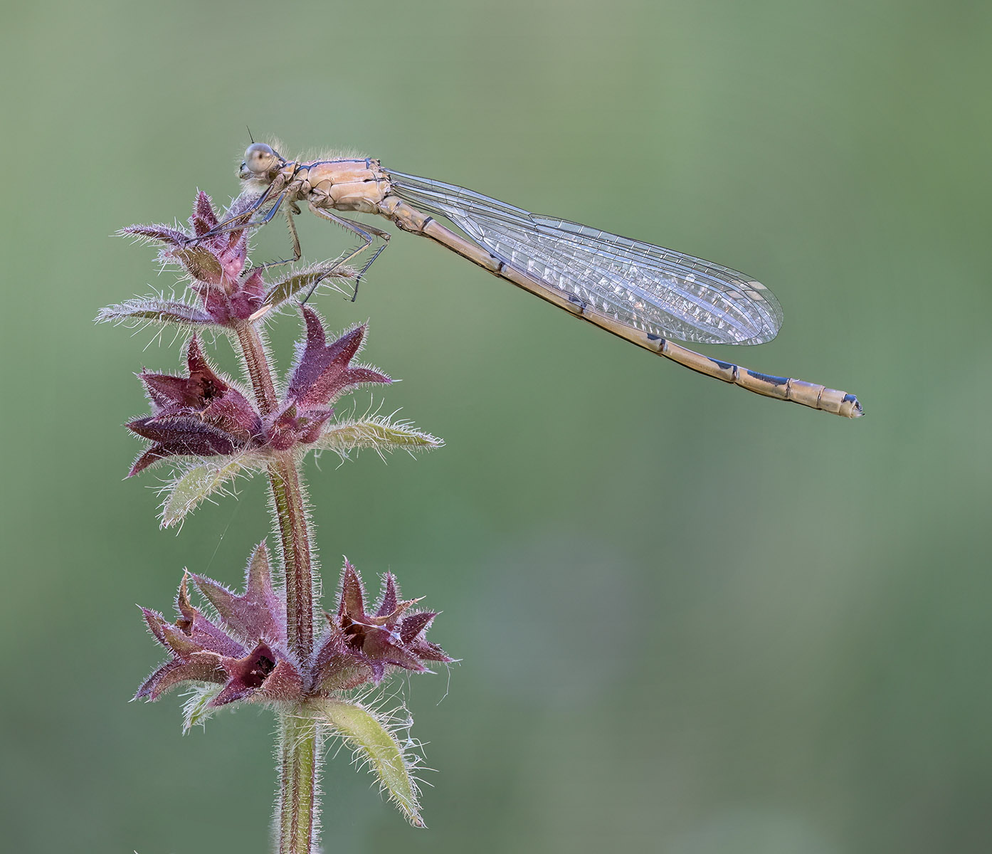 Female Common Blue Damselfly by Carol Watson — Score: 19 pts