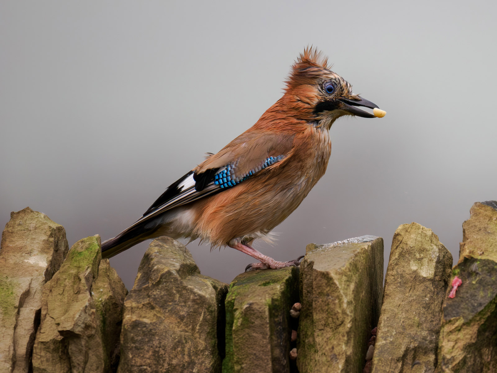 Highly Commended in Nature Digital - A Very Windy Jay by Bill Breckenridge