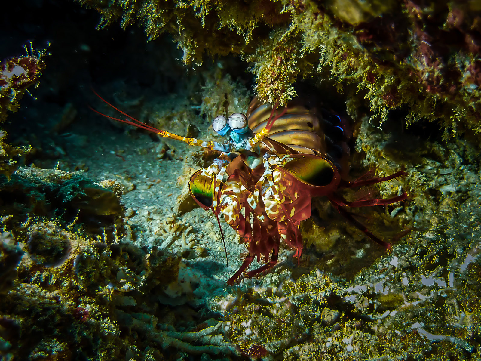 A Peacock Mantis Shrimp by Graham Barker — Score: 17 pts