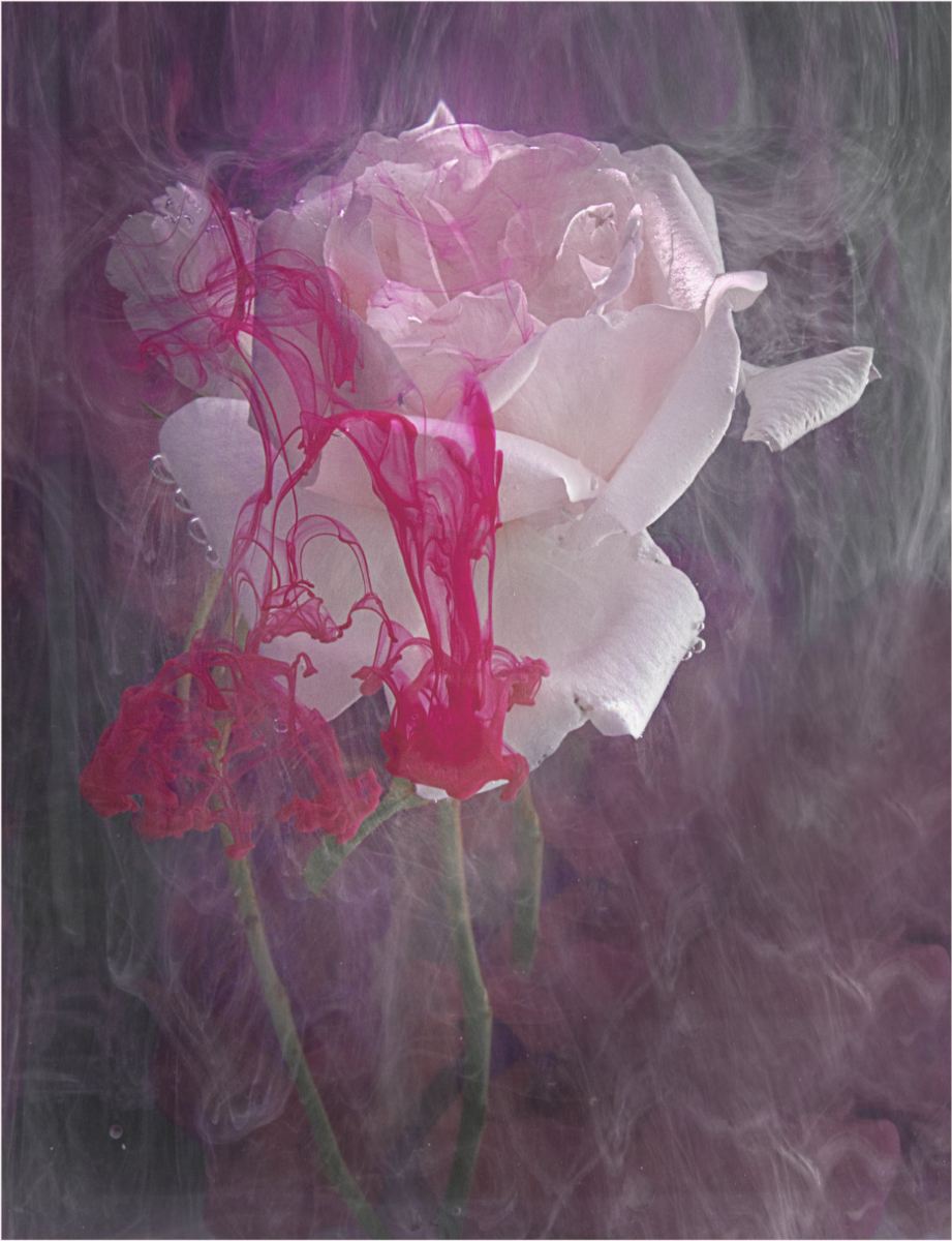 Highly Commended in Colour Digital - Bleeding Rose by Esther Parkinson