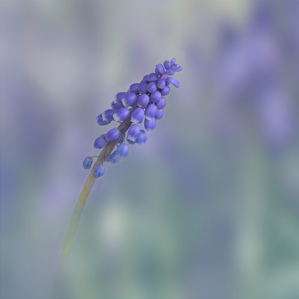Highly Commended in Colour Print - Muscari by Joy Swarbrick