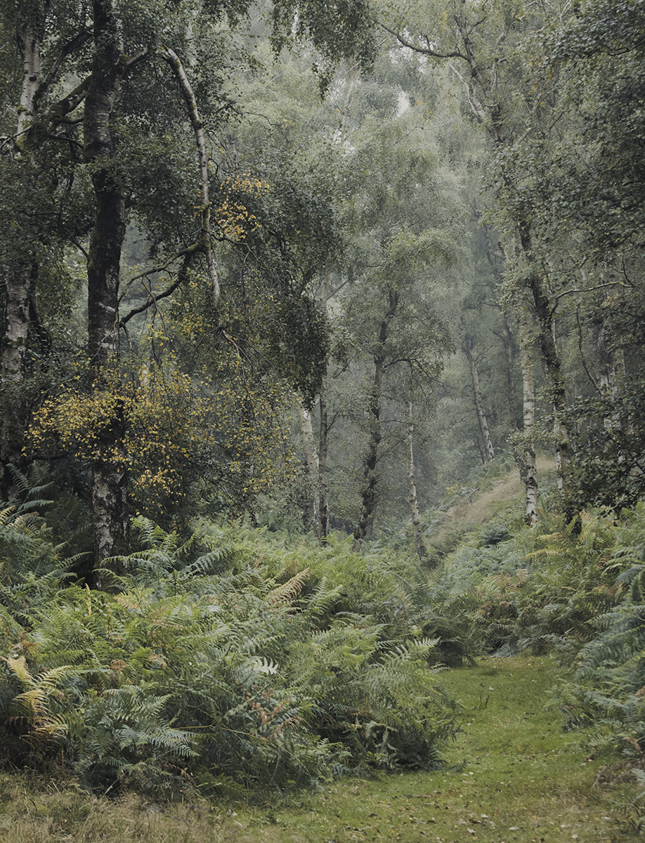 Highly Commended in Colour Print - Into The Woods by Keith Orr