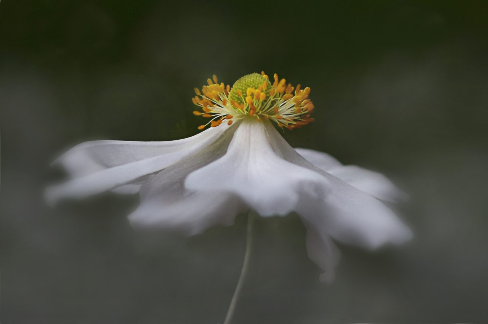 Highly Commended in Colour Print - Anemone by Peter Flegg