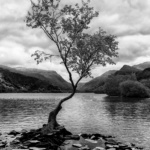 Llyn Padarn Tree