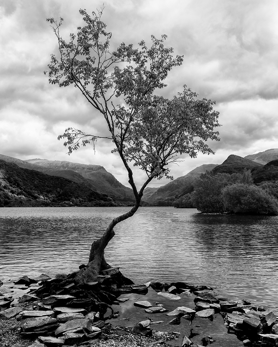 Commended in Mono Digital - Llyn Padarn Tree by Daryl Giles