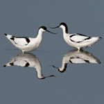 Avocets